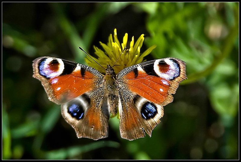 Павлиний глаз фото превью