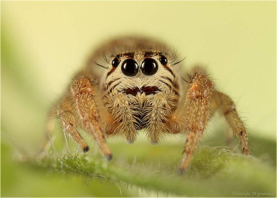 Macaroeris nidicolens, паук, скакунчик, Надежда Муравьёва