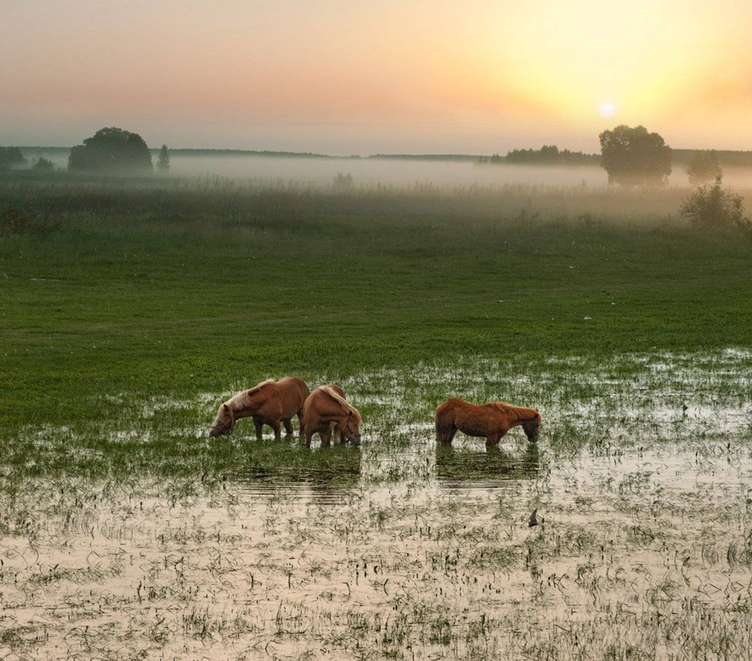 , Макс Шамота
