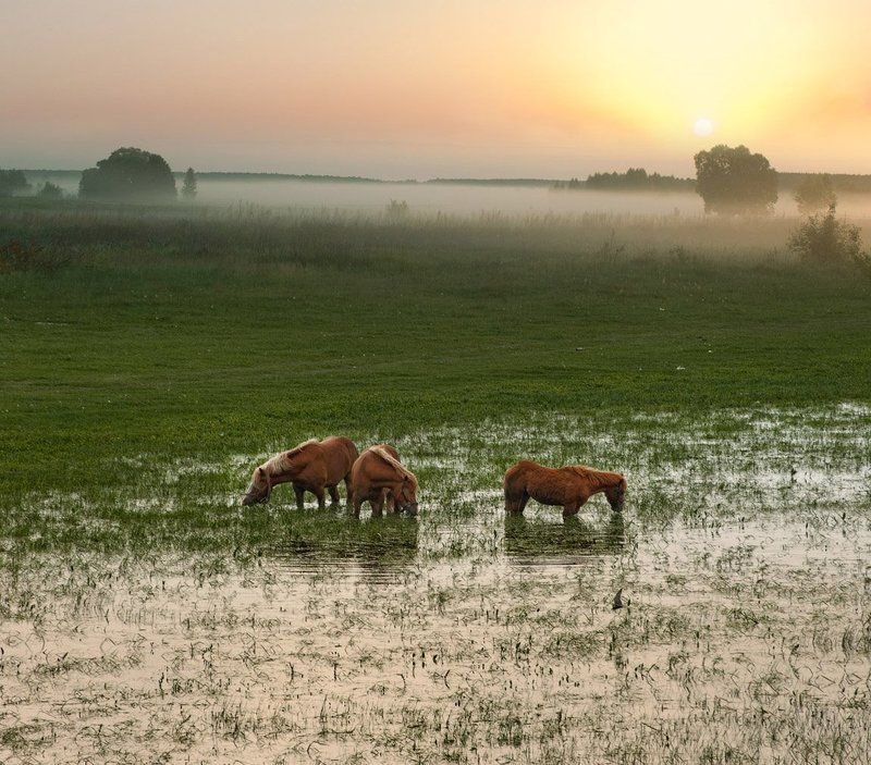 Утро... фото превью