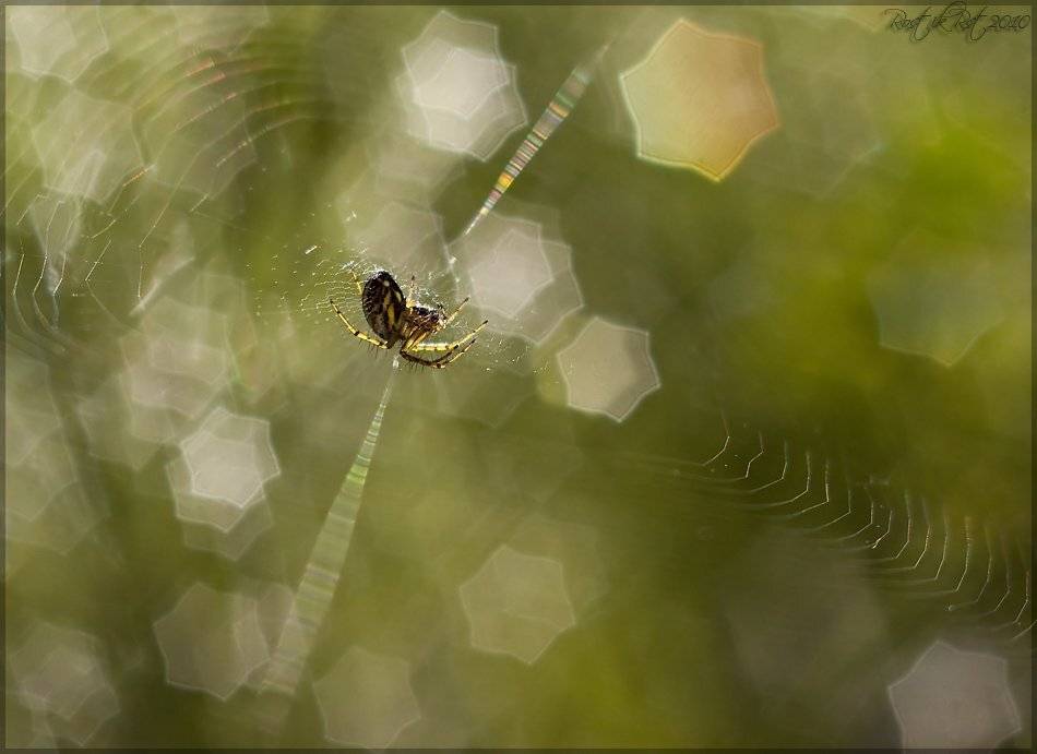 , Ростислав