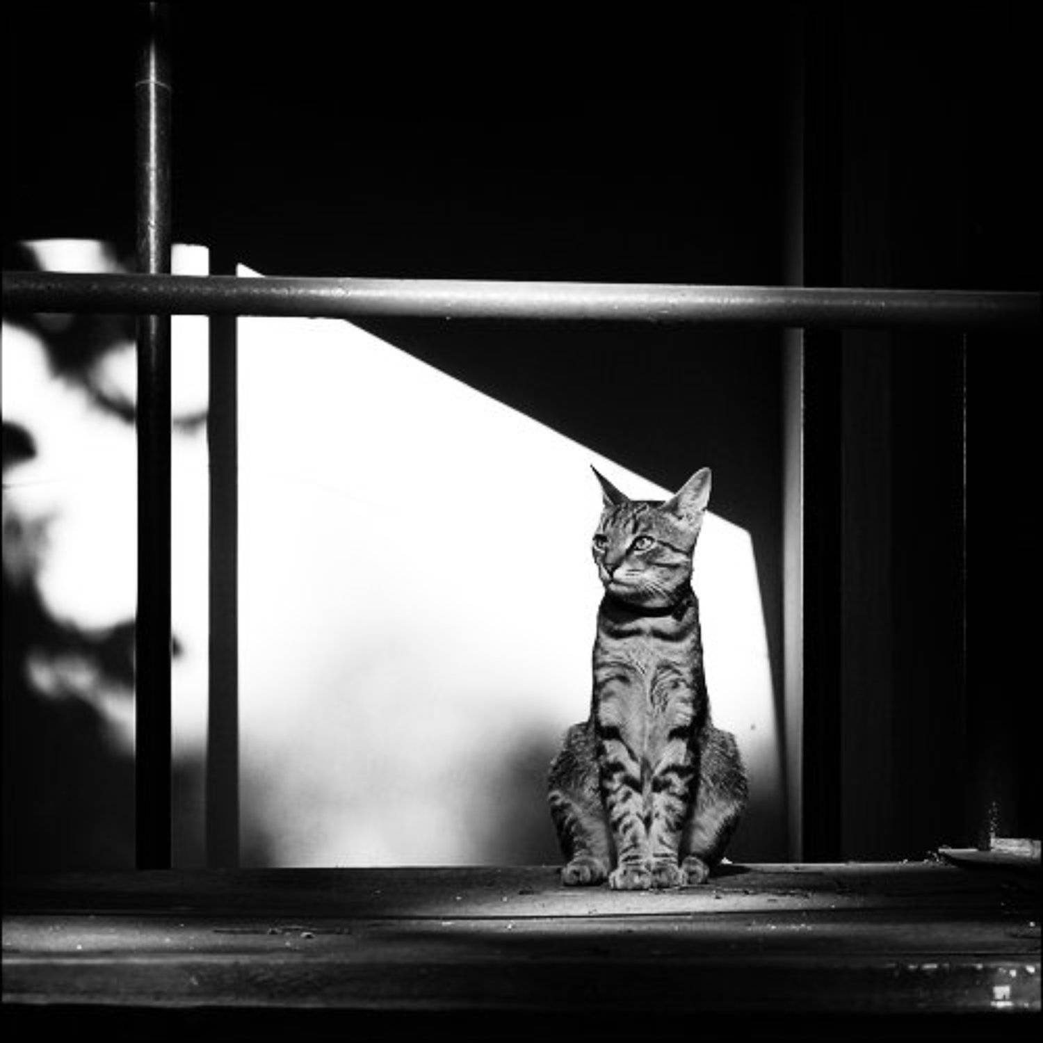 геометрия, свет, светотень, кот, кошка, Sergey Nikolayev