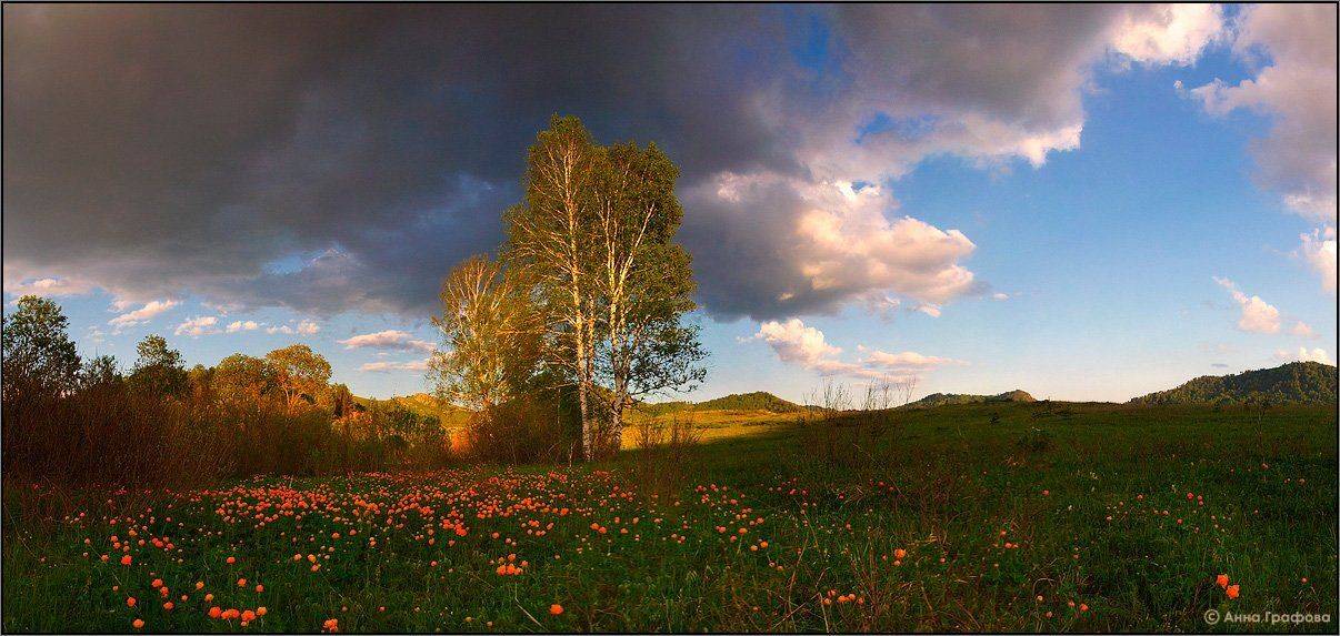 алтай, горная колывань, рудный алтай, жарки, огоньки,  аня графова, Аня Графова