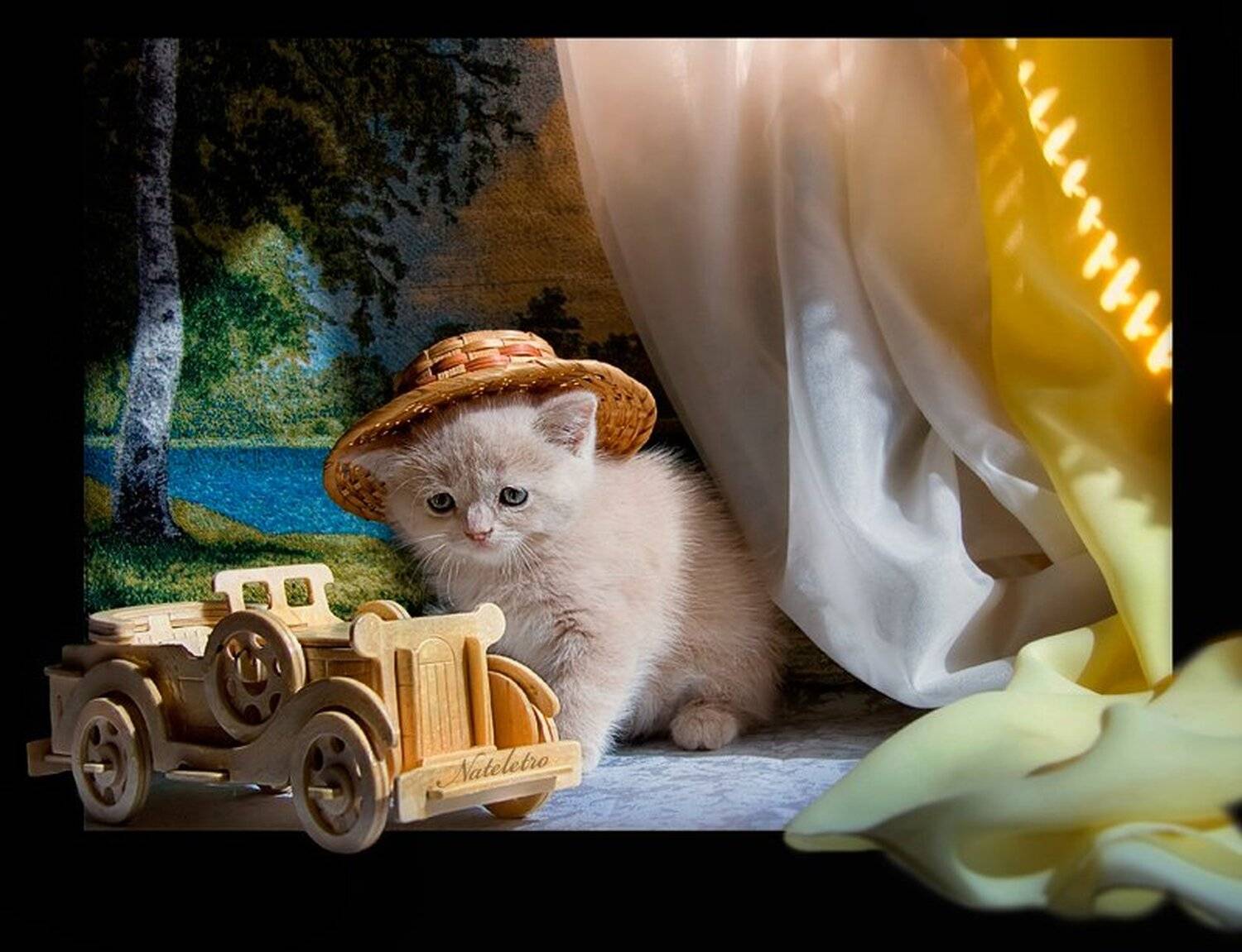 британский, кремовый, котёнок, машина, путешествие, лето, Nateletro