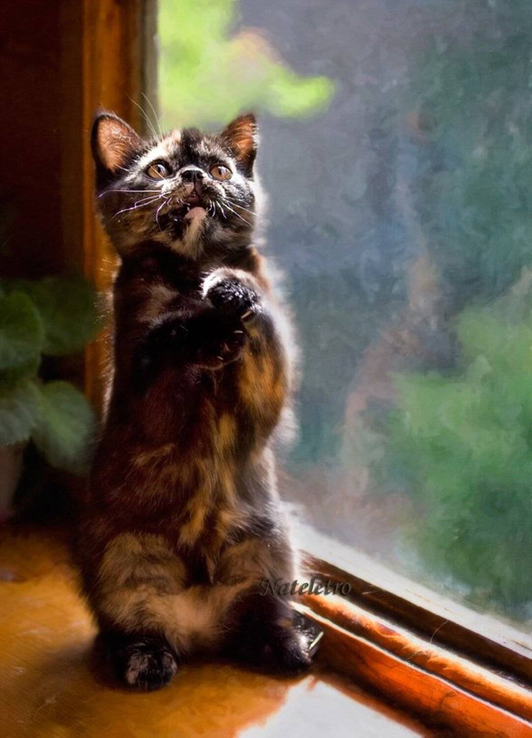 британский, тигровый, котёнок, чернилка, Nateletro