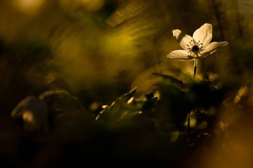 ветреничка дубравная, вечер, Юлия