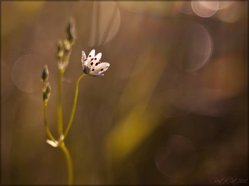 индустар, лз, 61, canon, 50d, Ростислав