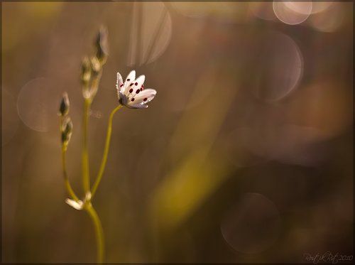 Солнечное притяжение