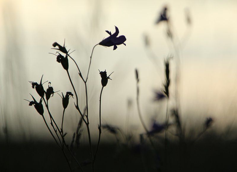 На закате фото превью