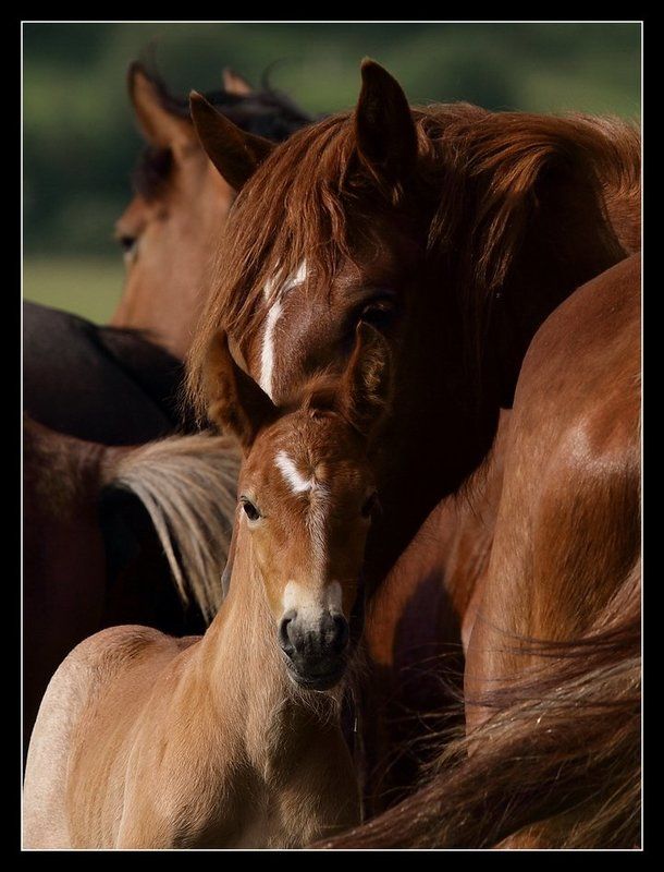 Baby фото превью