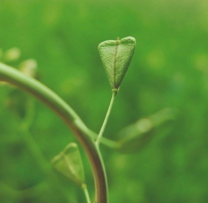 .....heart-toy..... фото превью