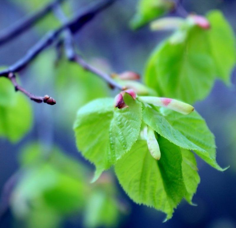 *** фото превью