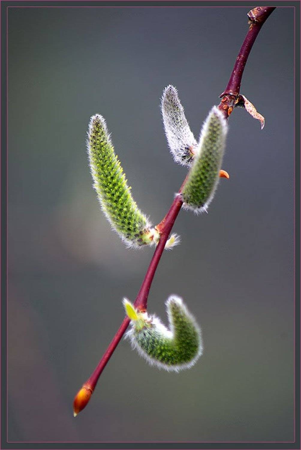 ива, ветка, Солодухин Виктор