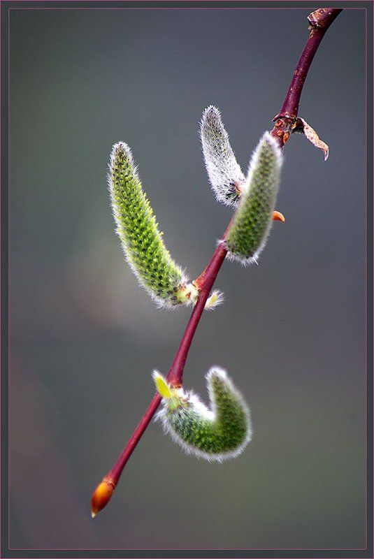 ива, ветка Ветка ивы фото превью