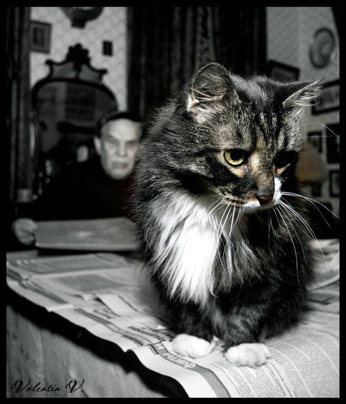 про кота и хозяина... фото превью