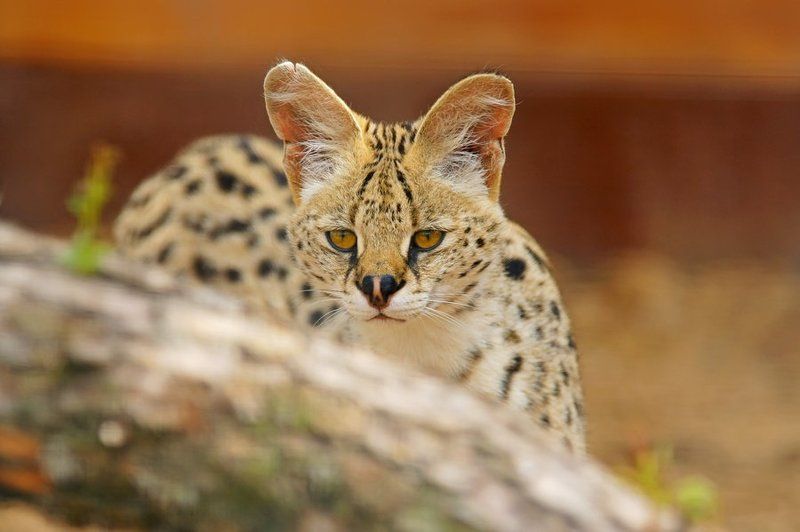 Степная красавица фото превью