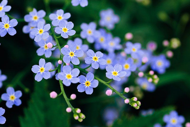 Нежность фото превью