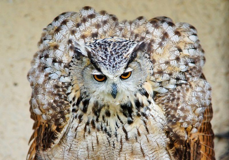 если филина разозлить.... фото превью