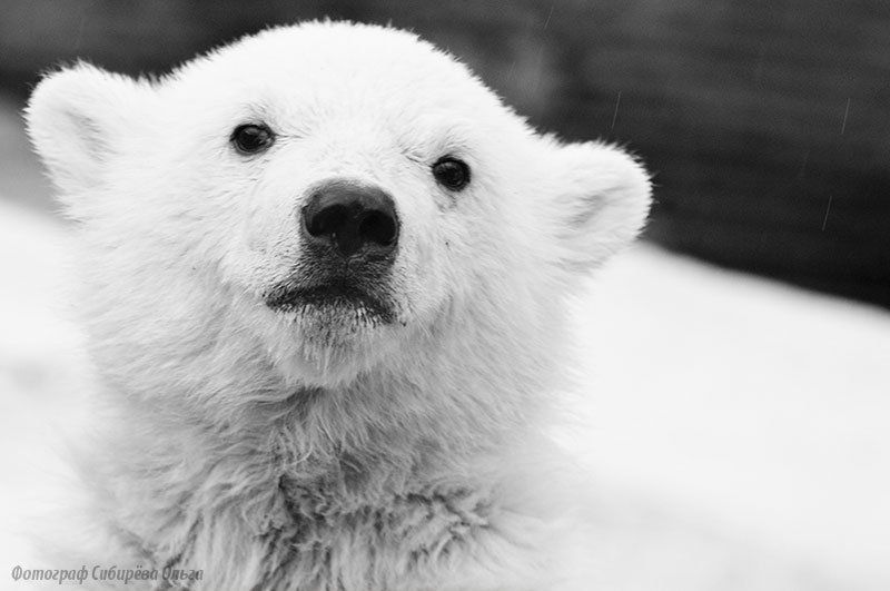 Грустный фото превью