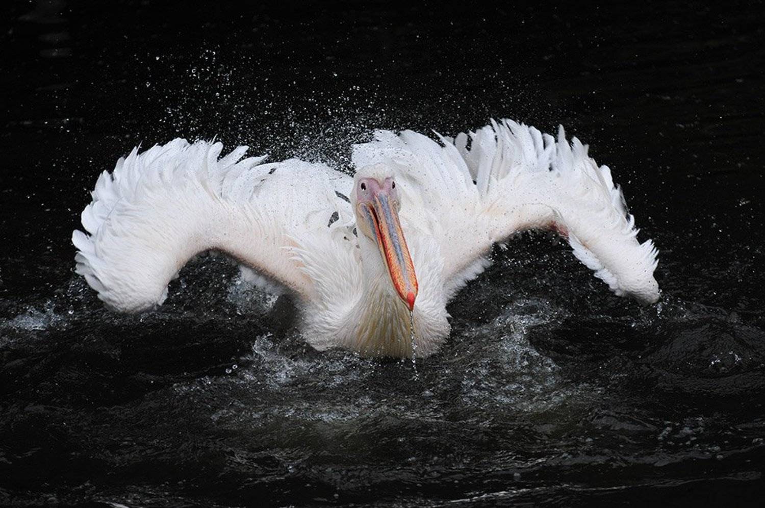 , Ольга Сибирёва