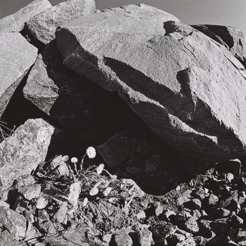 Живущие среди камней. фото превью