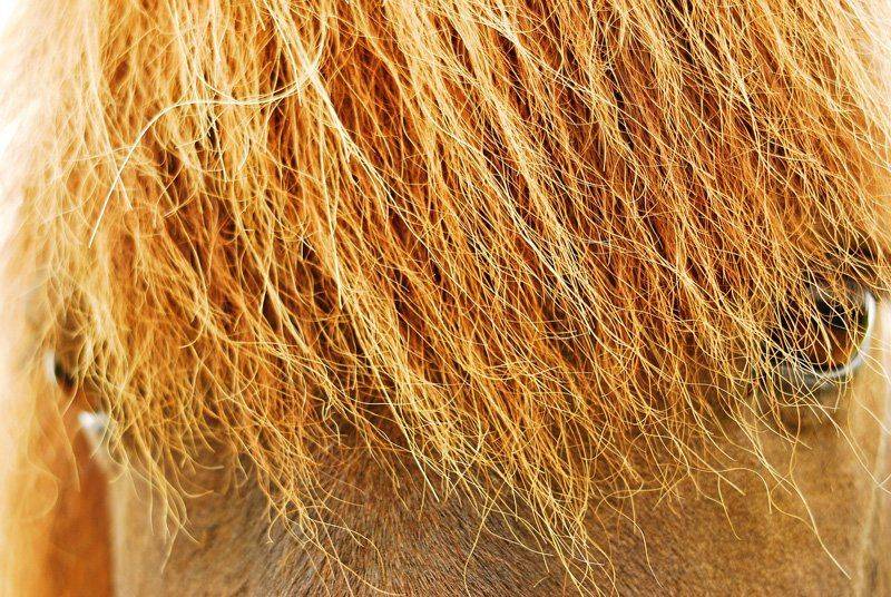 лошади, Ксения