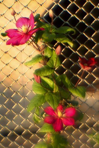 Он, цепляясь тянулся вверх, на простор... Он украсил собою хозяйкин забор..