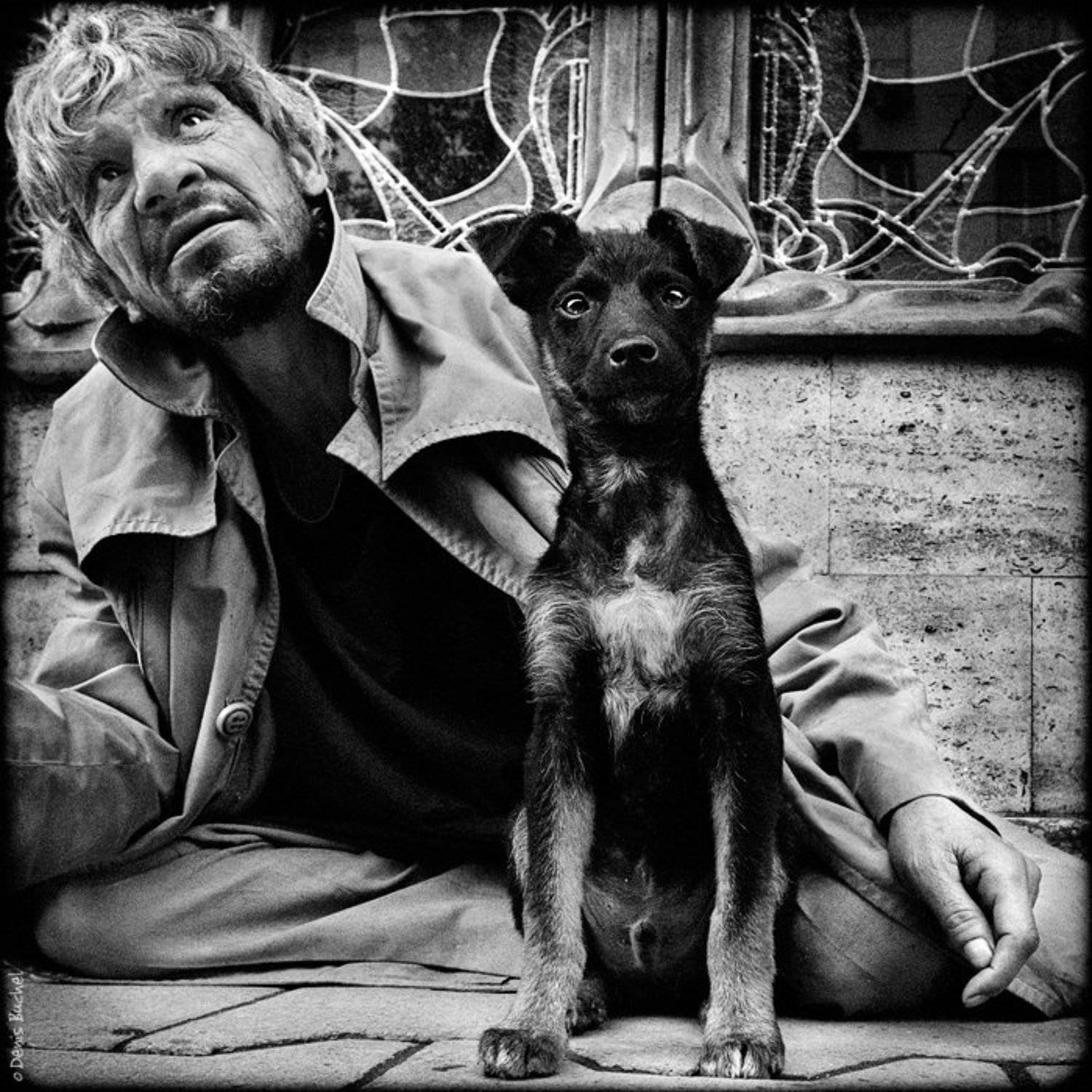 собака, Denis Buchel