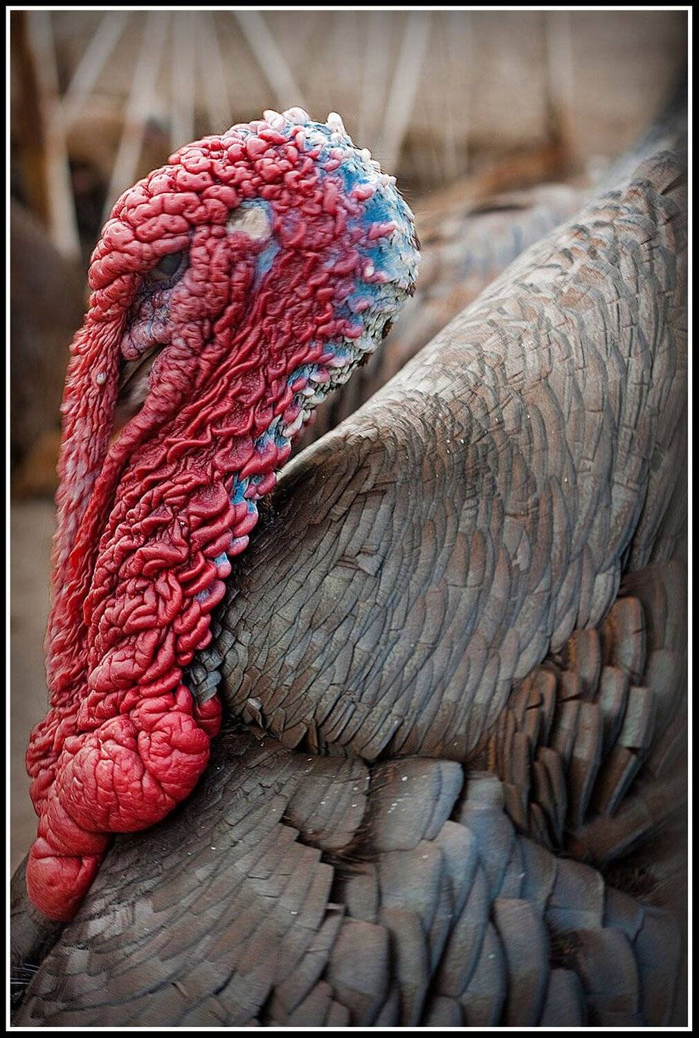 индюк, Daria & Vitaly