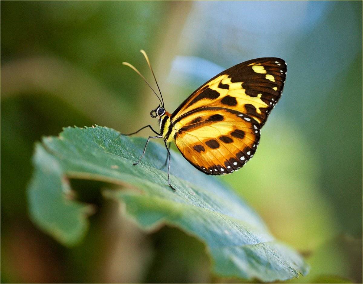 , izh Diletant (Валерий Щербина)