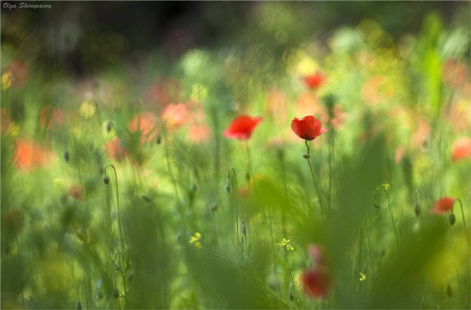 зоопарк, маки, прага, Olga Shiropaeva