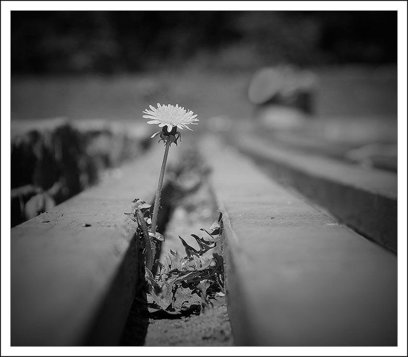 одуванчик Dandelion Depression фото превью