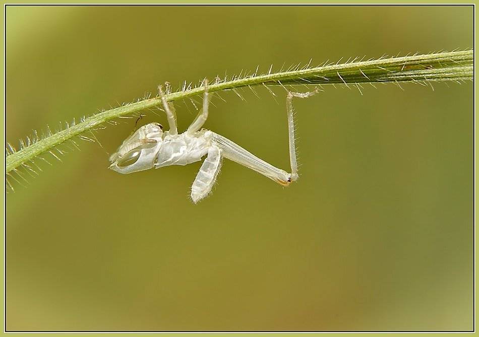 линька, кузнечик, хитин, Леонид