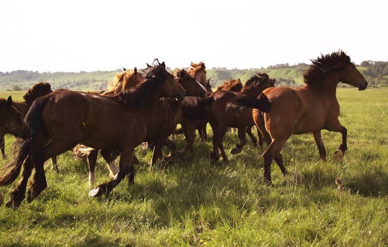Лошади и их окрестности фото превью