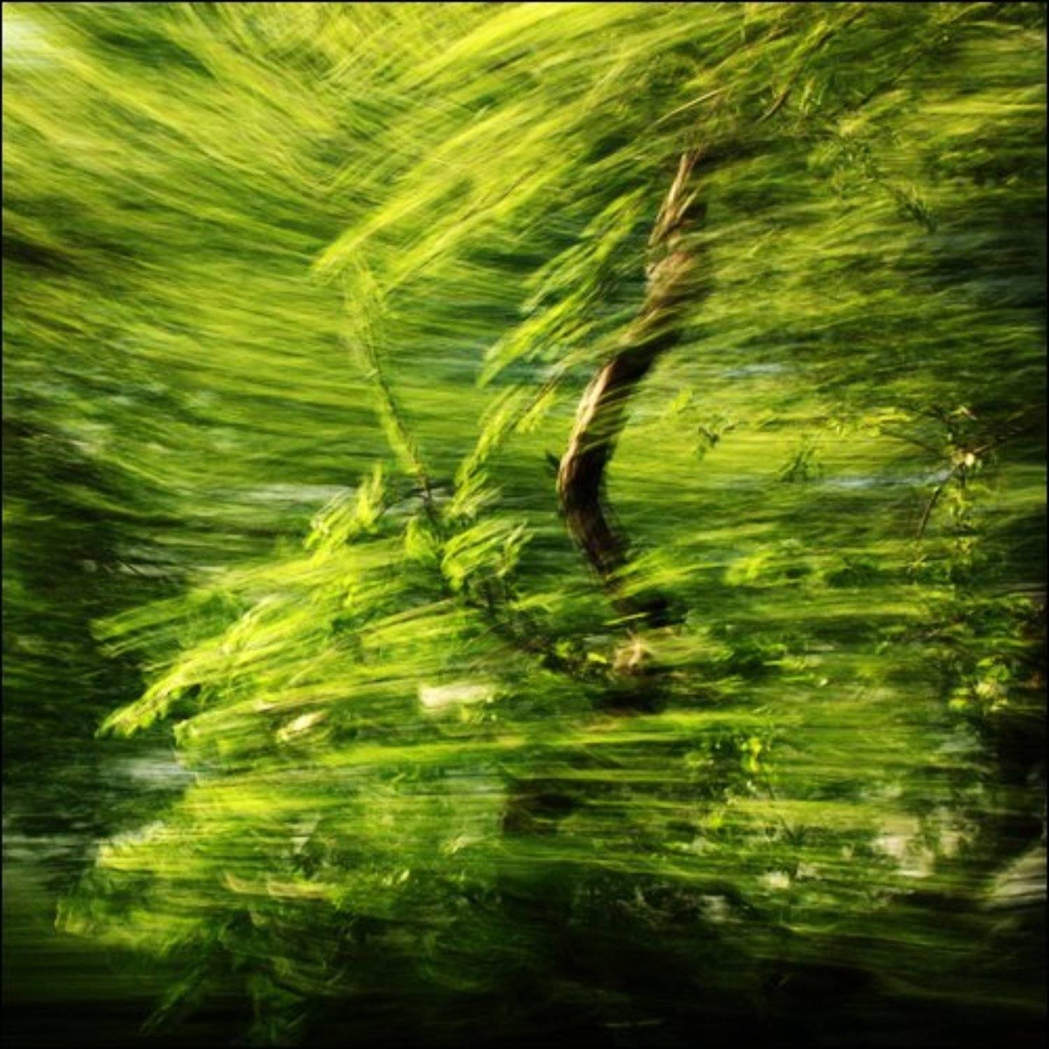 дерево, движение, впечатление, импрессионизм, Sergey Nikolayev