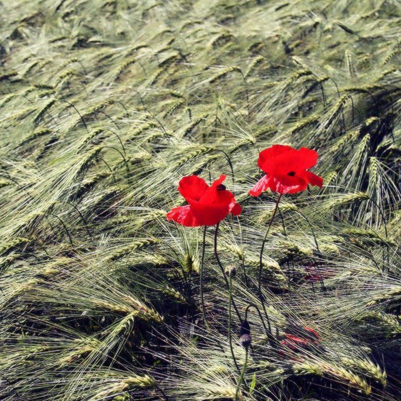 Булка с маком фото превью