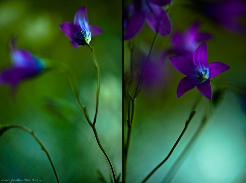 *** фото превью