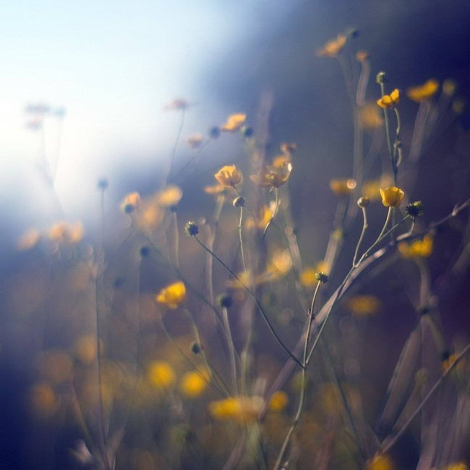 , Светлана Ястребова