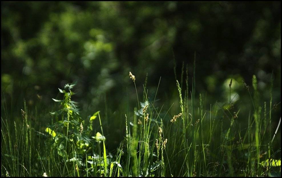 лето, трава, утро, Samolinov Andrey