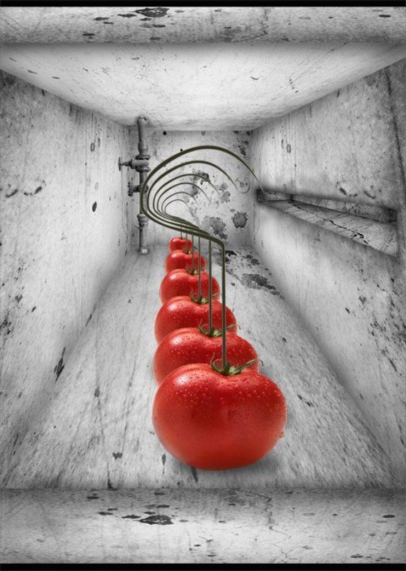 Tomato Killers фото превью