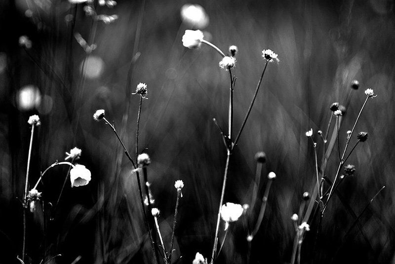 b&w dream... unchanged... фото превью