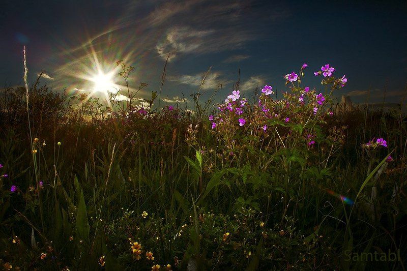 Разнотравье фото превью