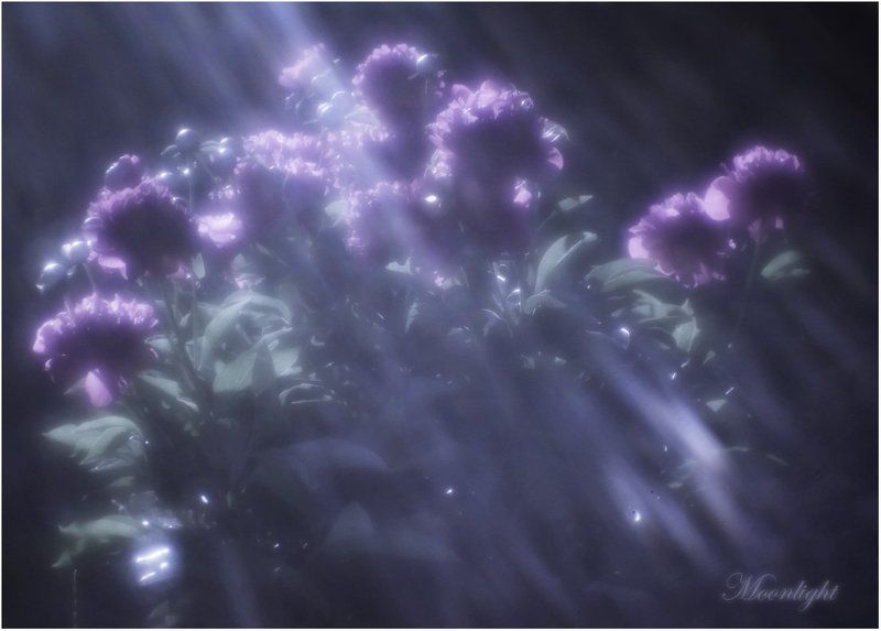 Moonlight... фото превью