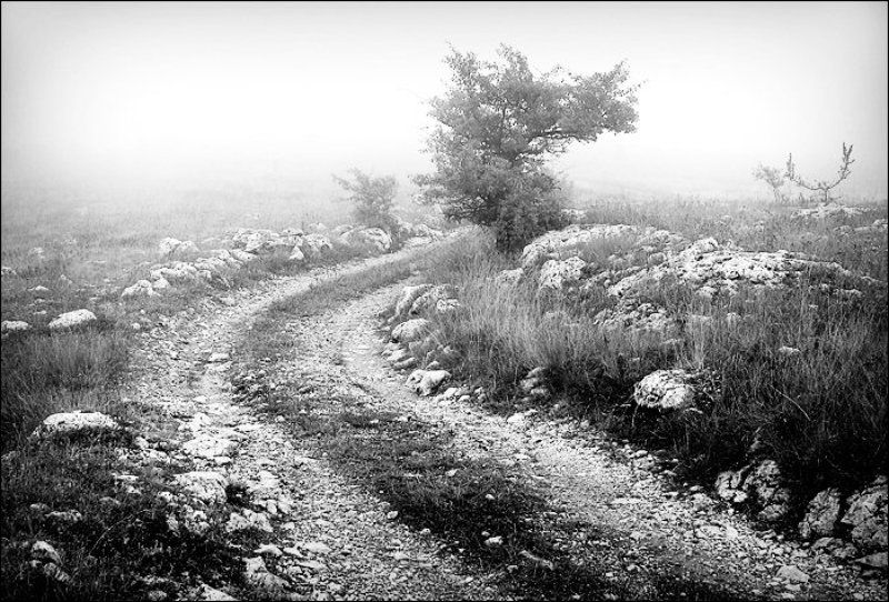 дорога, туман Дорога фото превью