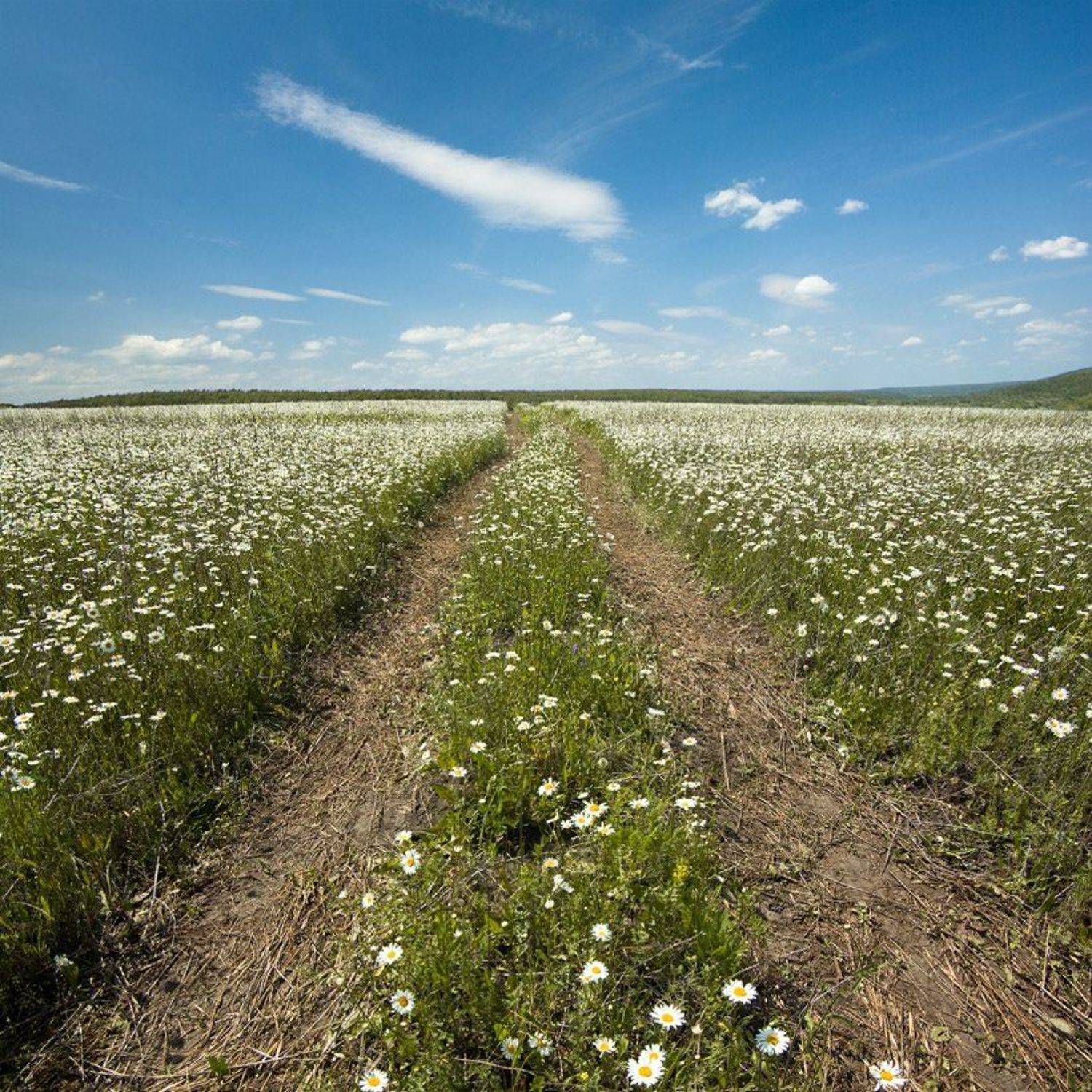 ромашки, поле, лето, дорога, Александр Дубовицкий