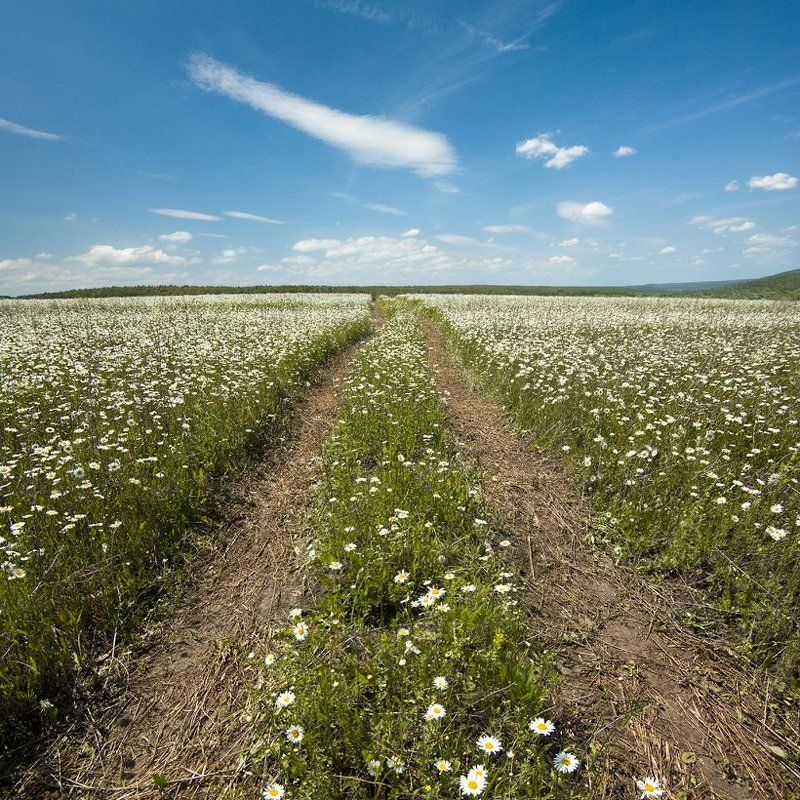 ромашки, поле, лето, дорога Ромашковый путь. фото превью