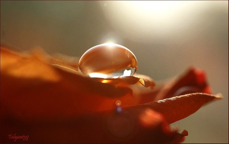 капля, роза Рождение хрусталя... фото превью