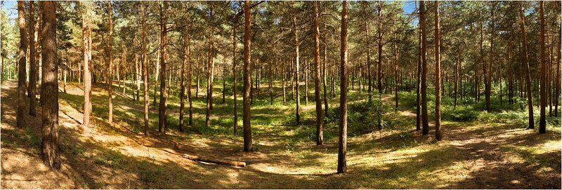 Шишкин лес фото превью