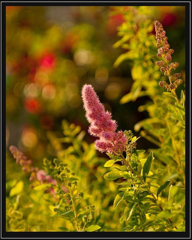 закат,природа,цветы закат фото превью