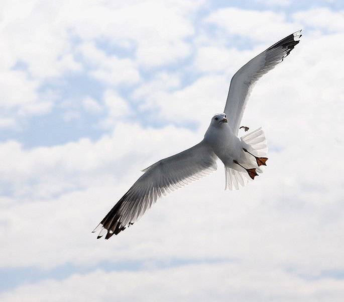 , Михаил Ступин